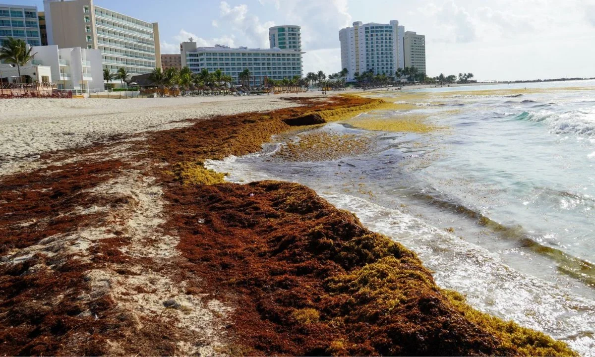 Quintana Roo se perfila como el principal laboratorio científico y tecnológico de México para convertir el sargazo en un activo económico.