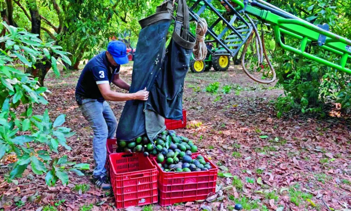 Afectada toda la cadena de abasto y 200 mil trabajadores en el estado de Michoacán por el paro estadounidense al aguacate, advierte COCENA.