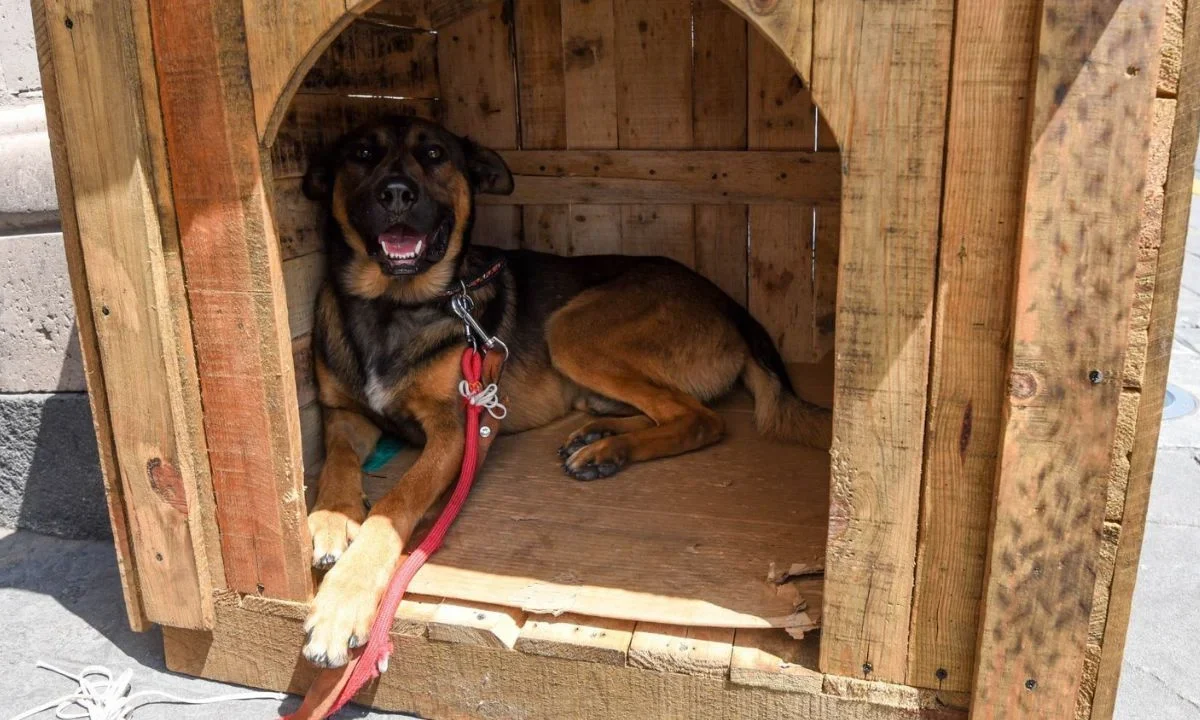 Mueren tras desalojo uno de cada 10 perritos de Refugio Franciscano