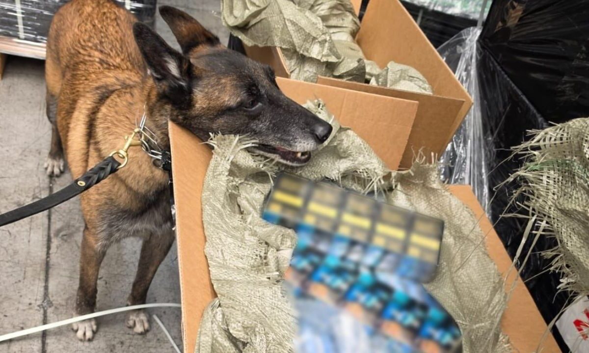 Ambos embarques que llegaron a CDMX comprendían 454 cajas distribuidas en 29 pallets, con un total de 271 mil 920 cajetillas de cigarros.
