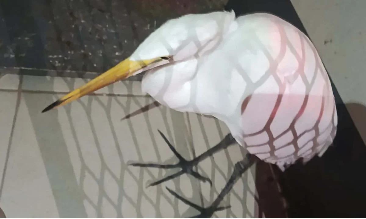 El hallazgo de la garza tuvo lugar en un domicilio ubicado en el Eje Central Lázaro Cárdenas, en la Unidad Lindavista Valle de la GAM.